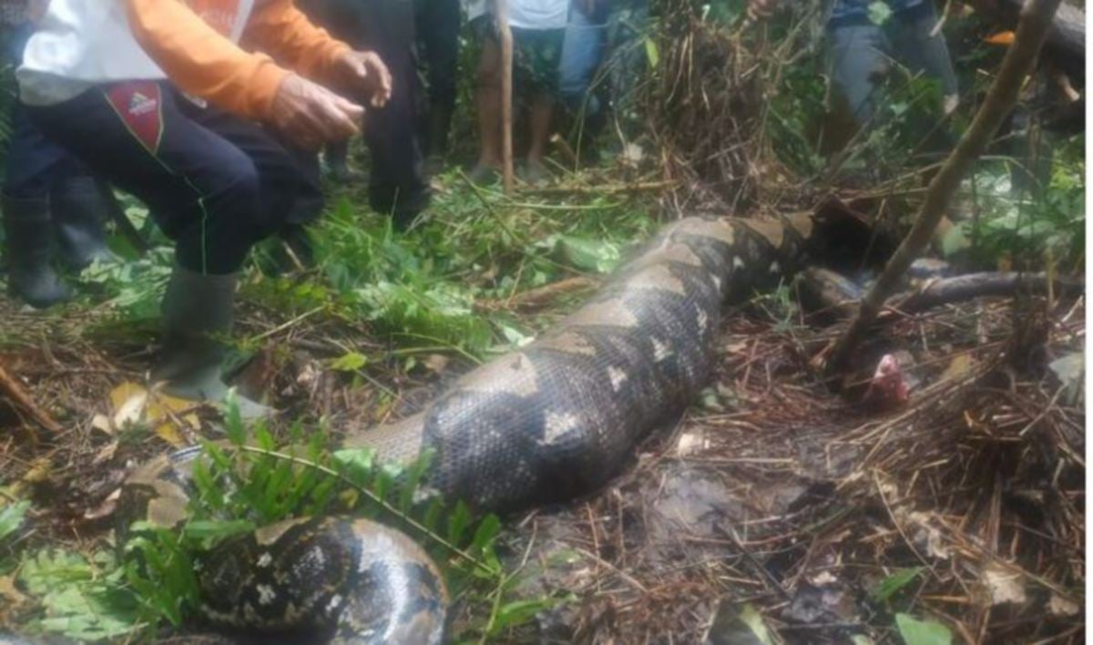 MAYAT Zahara ditemukan di dalam perut ular sawa terbabit. FOTO Agensi