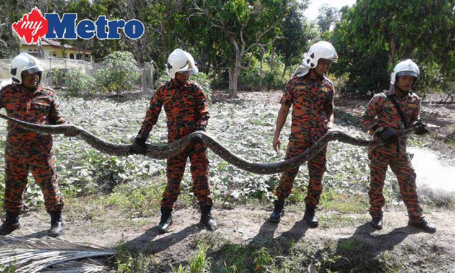 ANGGOTA bomba bersama ular sawa ditangkap. FOTO ihsan bomba