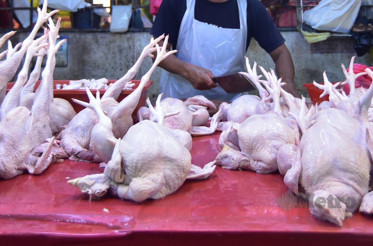 Tinjauan harga ayam di pasar Chow Kit pada waktu pagi. FOTO GENES GULITAH