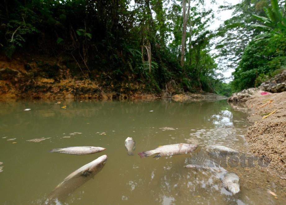 Pencemaran Sungai Meru jejas imej industri getah | Harian Metro