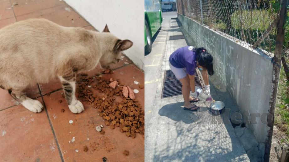 KUCING diberi makanan oleh sukarelawan dan seorang ahli BAWSS menyediakan air untuk haiwan jalanan. FOTO Ihsan BAWSS.