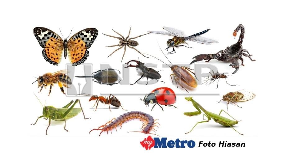 Undang undang lindungi serangga Harian Metro