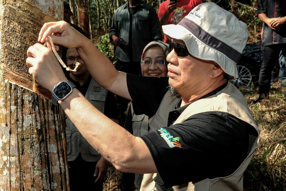 Fadillah menunjukkan kemahirannya menoreh pokok getah ketika mengadakan lawatan di ladang getah milik Lee Chong Choon sempena program Trek Komoditi Zon Tengah Semenanjung di Kuala Sawah, hari ini. FOTO BERNAMA