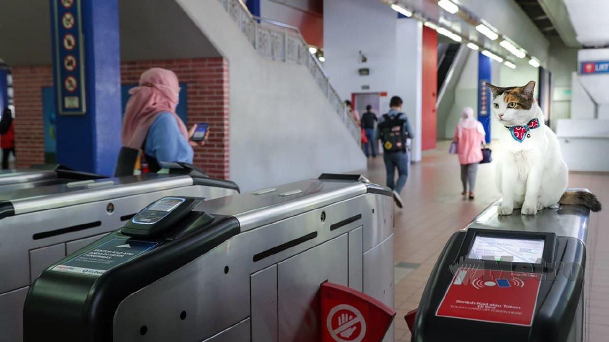 SI Cantik jinak dan sudah dianggap sebagai sebahagian komuniti di stesen berkenaan. FOTO ihsan media Prasarana