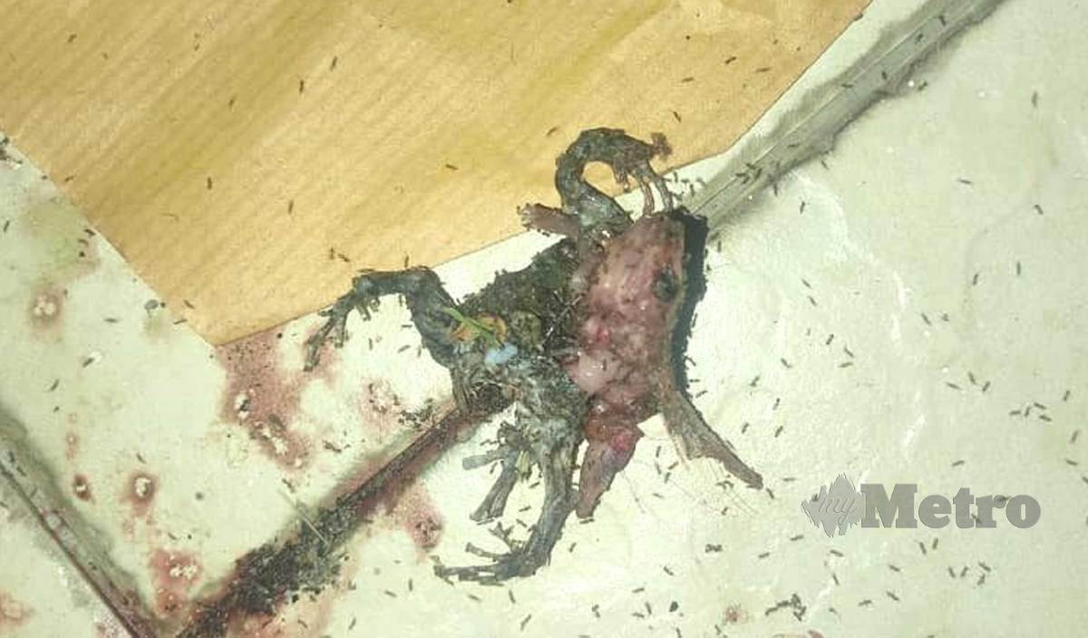 OBJEK aneh ‘katak berkepala ikan’ yang kerap ditemui di hadapan rumahnya dipercayai ada kaitan dengan sihir. FOTO Abnor Hamizam Abd Manap 