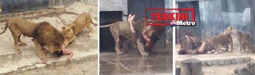 Petikan rakaman kejadian seorang lelaki dibaham singa selepas dia menyelinap masuk ke dalam kandang haiwan itu di  Zoo Metropolitan Santiago, semalam. - Foto Daily Mail
