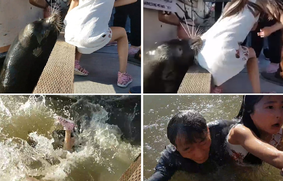Petikan video budak perempuan ditarik ke dalam air oleh singa laut di Kanada. 