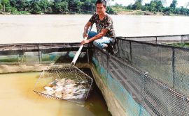 Ikan salai enak Sungai Pahang  Harian Metro