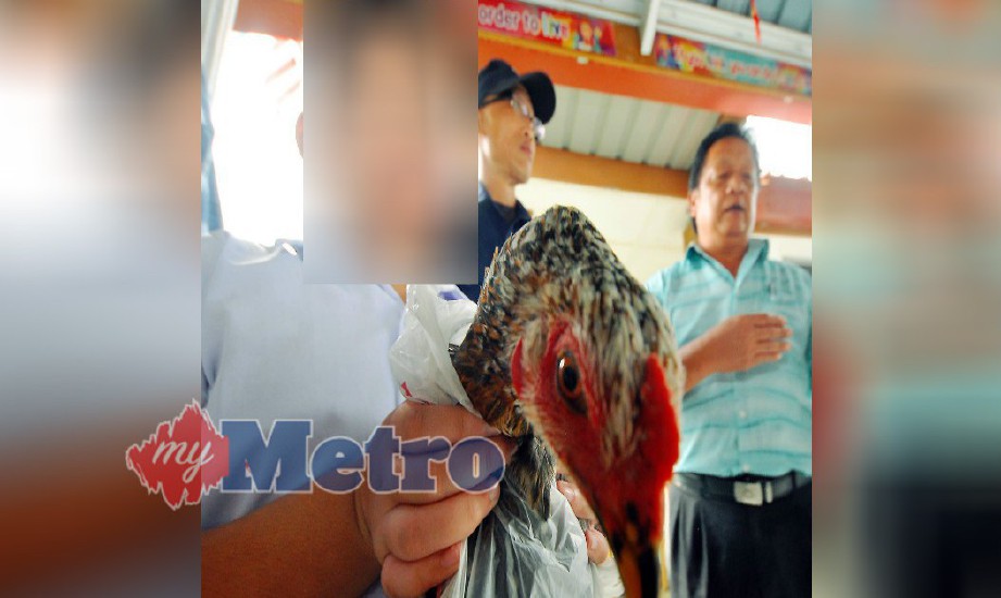 MURID terbabti menerima seekor ayam jantan sebagai 'Sogit' daripada guru lelaki  berkenaan di sebuah sekolah rendah di Penampang, hari ini. FOTO Mohd Adam Arinin