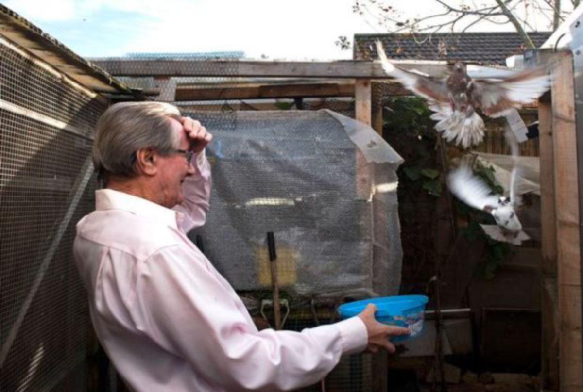 ALAN Pidgley dan sebahagian daripada burung merpatinya. FOTO Solent News 