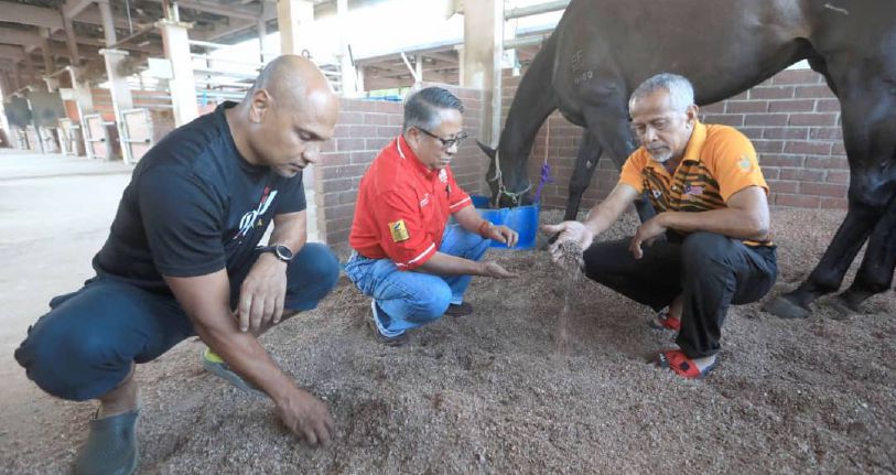 Habuk Kayu Tak Ada Untuk Kuda