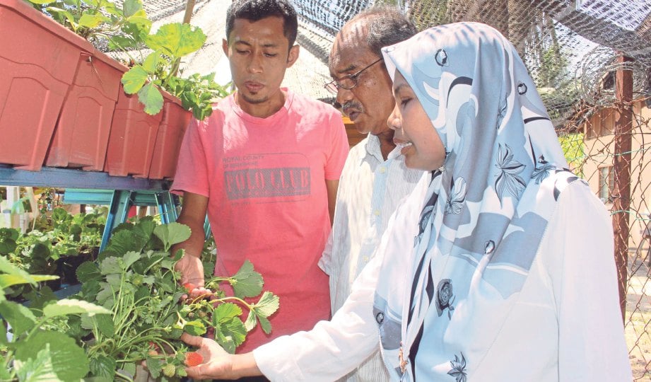 HARUSSANI menerangkan sesuatu kepada Pegawai Pertanian Daerah Kuala Muda Norhafizah Abdul Rahman (kanan) dan Penolong Pegawai Pertanian Daerah Kuala Muda Jamaludin Mat Rejab.