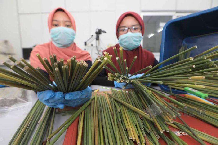 PENUNTUT UMP menunjukkan straw pokok kercut hasil kajian selama tujuh tahun. FOTO Mohd Rafi Mamat.