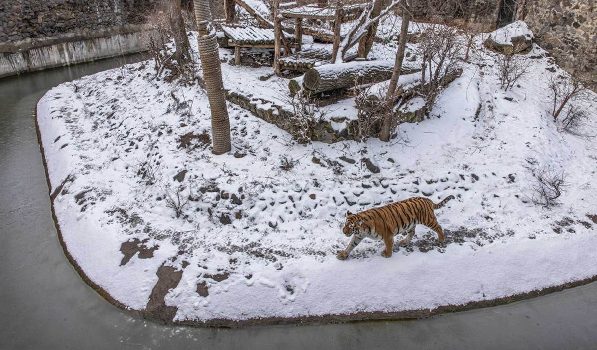 HARIMAU di Zoo Kyiv. FOTO EPA