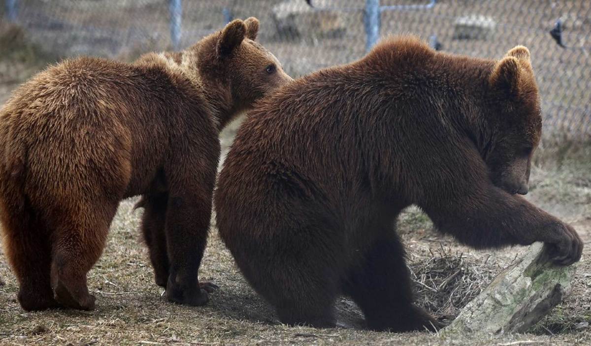 BERUANG bernama Aska dan Popeye, antara binatang dari Zoo Kyiv yang dipindahkan ke Lyiv. FOTO Reuters 