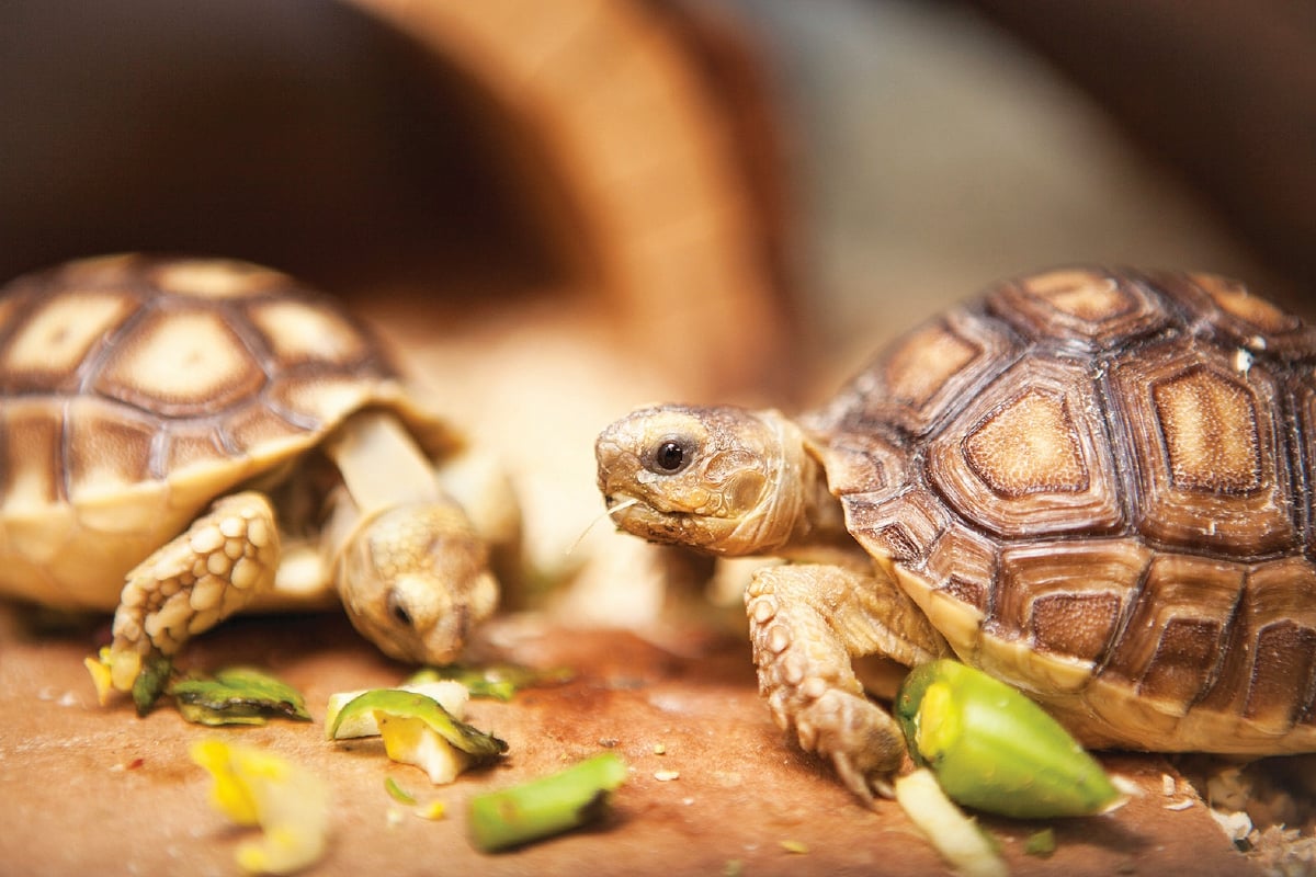 DUA spesies kura-kura, Sulcata Tortoise dan Indian Star Tortoise perlu dapat kebenaran bagi memeliharanya.
