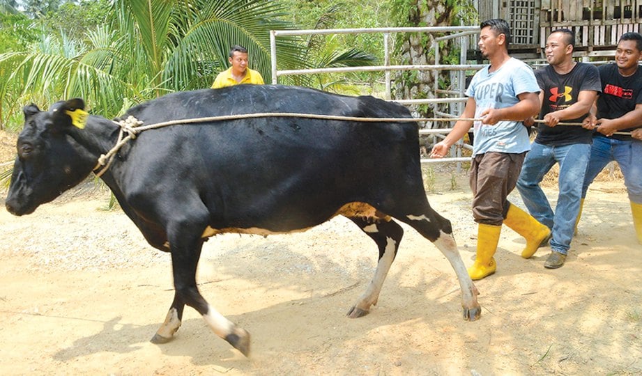 PEKERJA membantu menguruskan lembu tenusu.