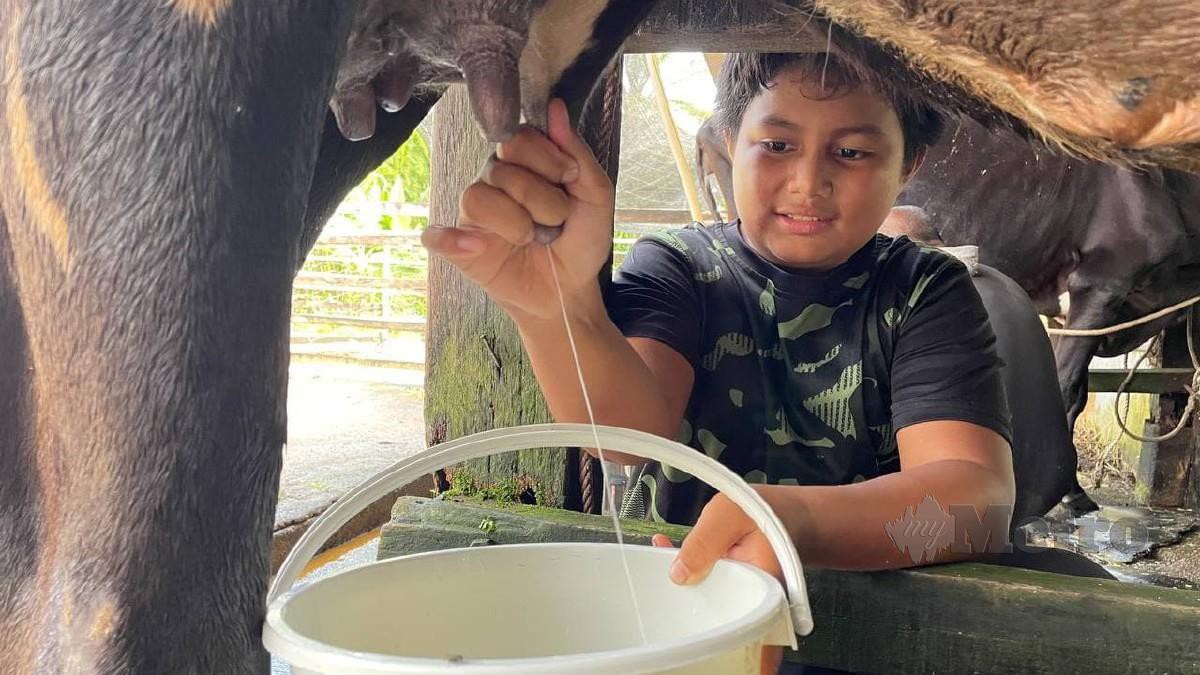 AFIF Syahmi memerah susu lembu menggunakan kaedah tradisional. FOTO AHMAD RABIUL ZULKIFLI