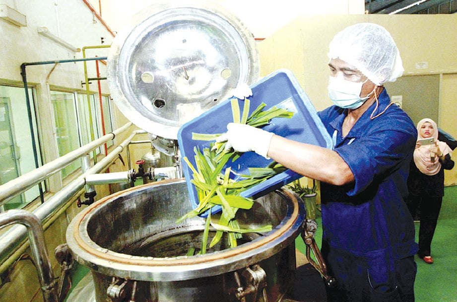 PEKERJA memasukkan daun pandan ke dalam mesin ekstrak stim pelbagai guna.