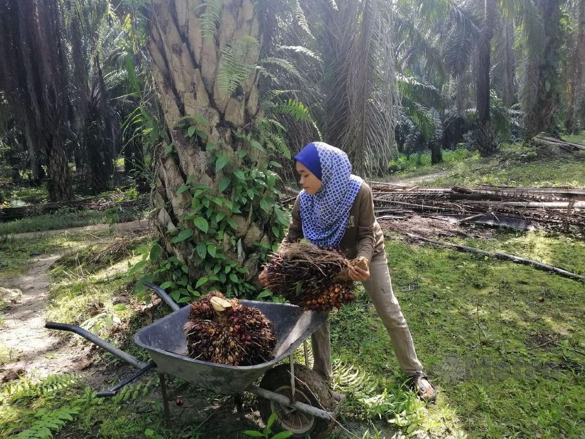 NOR Syazwani membuktikan saiz badan bukan halangan baginya mengangkat dan memunggah buah kelapa sawit. FOTO Abnor Hamizam Abd Manap