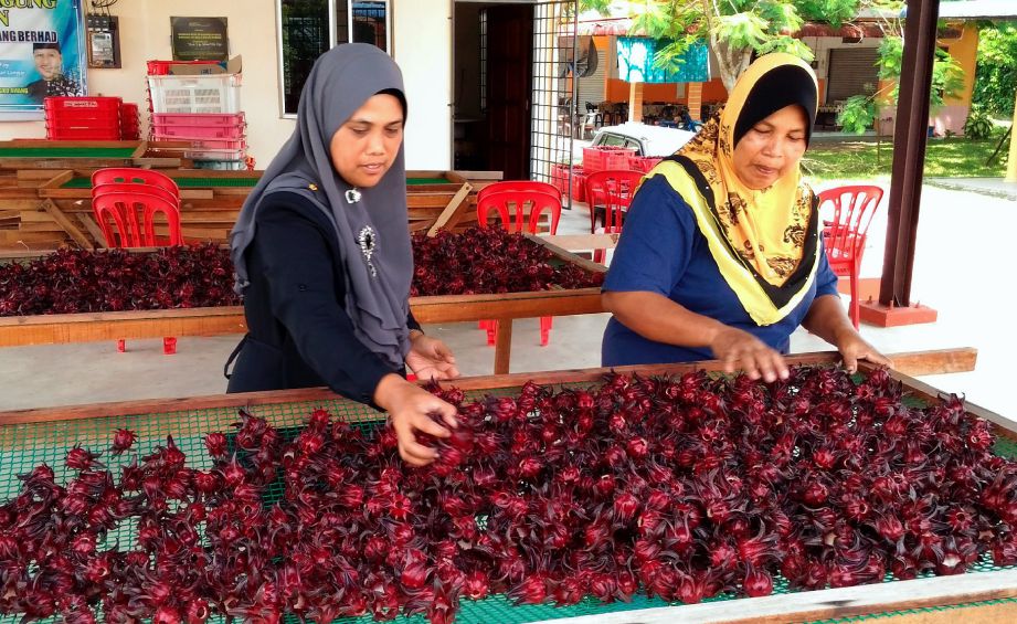 SHADNI (kiri) bersama pekerja menjemur buah roselle.