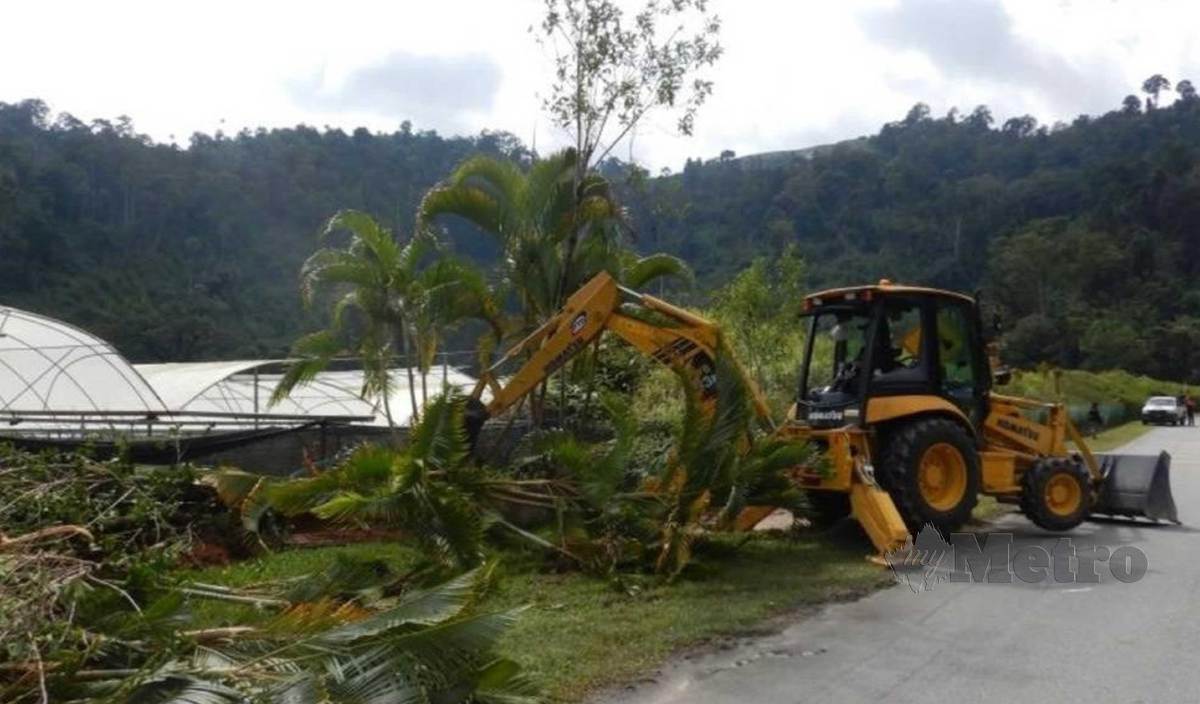KERAJAAN negeri Pahang menjalan Ops Bertam sejak dua hari lalu dengan mengambil tindakan  merobohkan binaan dan tanaman di 98 lot tanah kerajaan yang diteroka secara haram. FOTO Roselan Ab Malek