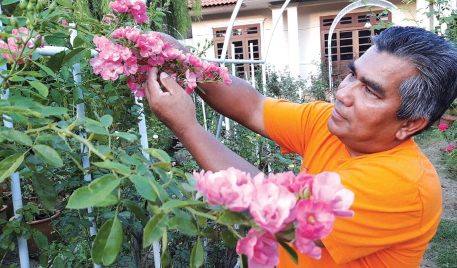 DR Mohd  Jusoh memcantas pokok bunga ros.