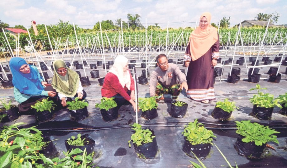 Kebun dengan lebih 30 tanaman Harian Metro