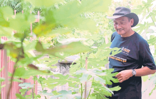 ANTARA pokok buah tin yang ditanam di rumahnya di Jitra, Kedah.