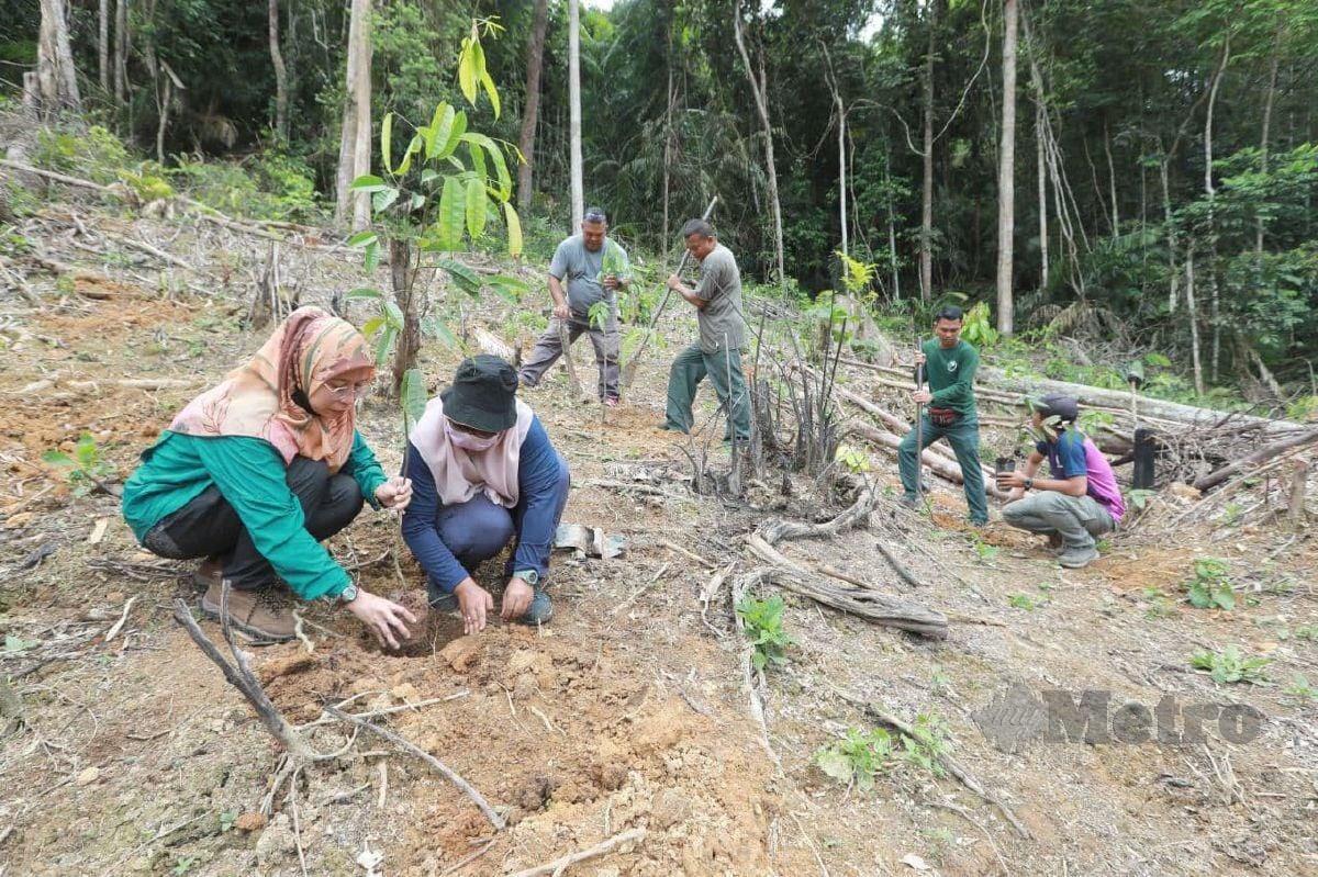 Kakitangan PHD Raub menanam pokok keladan dalam kawasan ceroboh Hutan Simpan Sempam, Mukim Tras. FOTO MOHD RAFI MAMAT