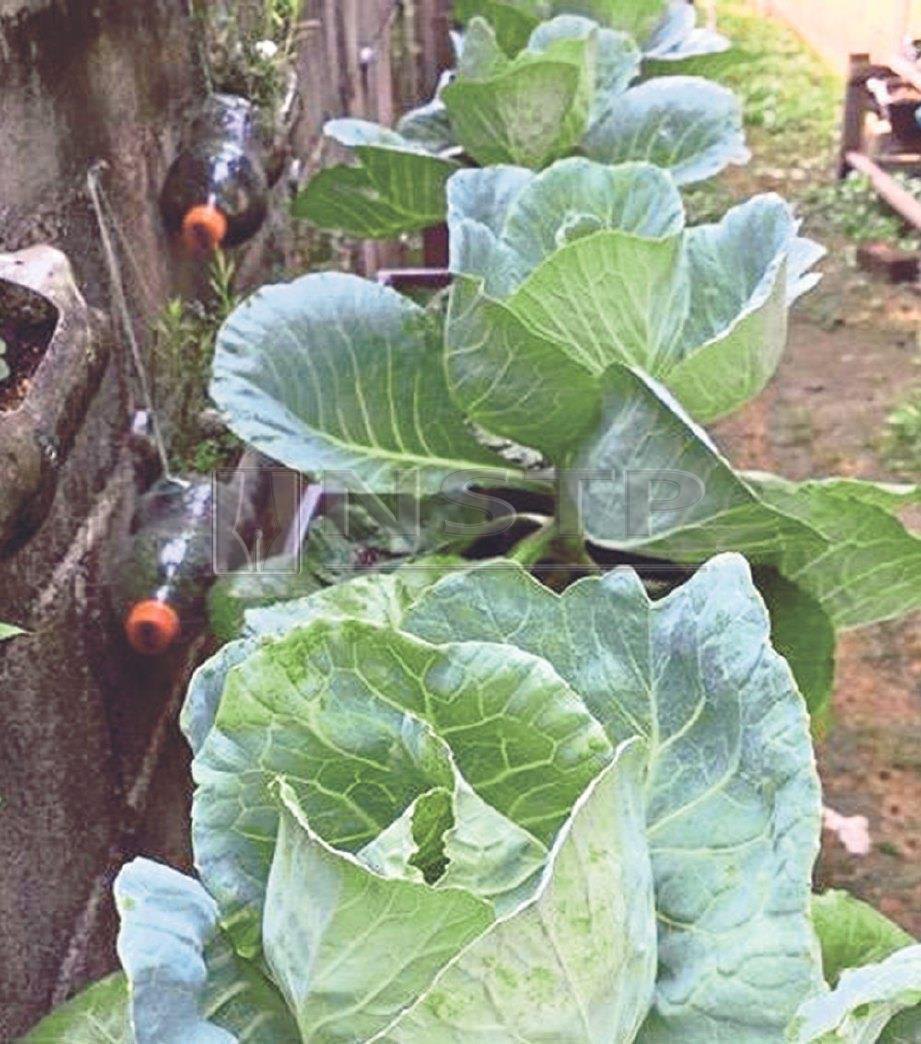 ANTARA sayuran yang ditanam.