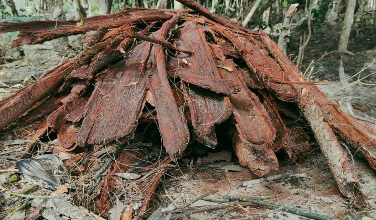KULIT kayu tangar dirampas daripada remaja berkenaan. FOTO Jabatan Perhutanan Sabah