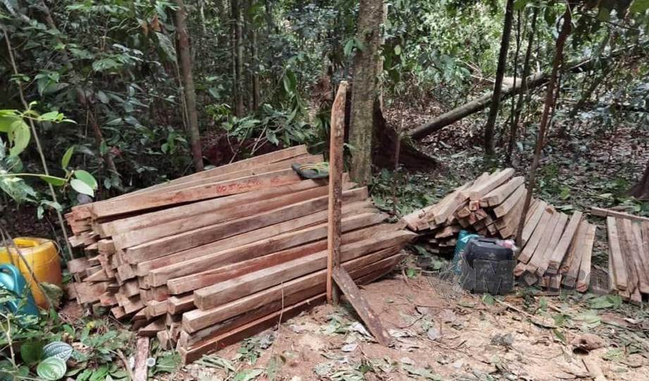 TIANG pagar kayu spesis balau yang dibelah secara haram dalam Hutan Simpan Chini Tambahan.FOTO Mohd Rafi Mamat