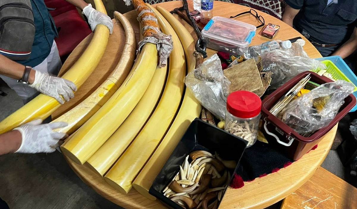 GADING gajah, tanduk rusa, kuku dan gigi haiwan liar yang turut dijual di sebuah premis di Chow Kit.