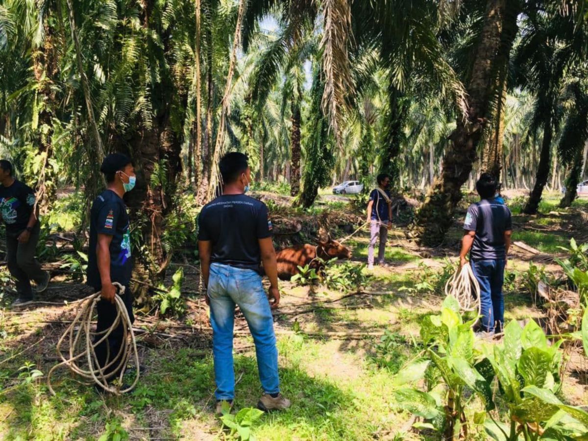 ANGGOTA penguatkuasa MDKS dengan kerjasama IPD Kuala Selangor menangkap haiwan ternakan yang berkeliaran di tiga lokasi berasingan di daerah ini dalam Operasi Bersepadu. FOTO IHSAN MDKS