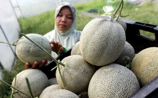 Rock Melon In Malay : Some rock melons have grooves and seams, which