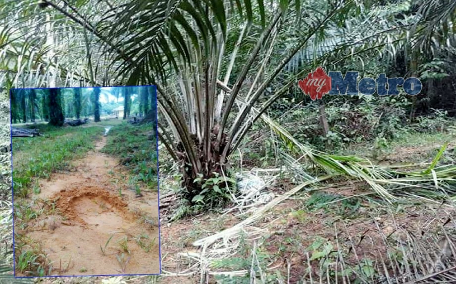 Kesan kerosakan dan tapak kaki gajah di kawasan kebun kelapa sawit yang ditemui pagi tadi di Kampung Pelong, Permaisuri. FOTO Nurul Fatihah Sulaini
