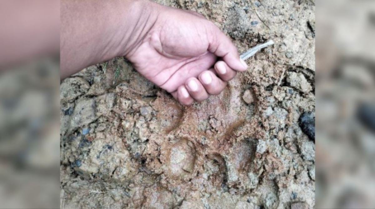 TAPAK kaki harimau yang ditemui berdekatan bangkai lembu di Kampung Langkap Baru. FOTO Ihsan pembaca.
