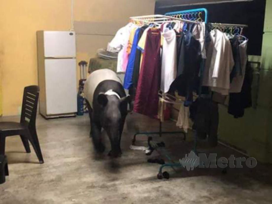 Kehadiran tapir yang sempat dirakam penduduk di Ulu Duyong, Melaka pada pagi tadi. Foto Ihsan Pembaca 