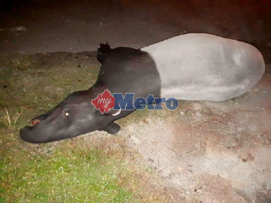 Tapir yang mati selepas dilanggar di Kilometer 20, Jalan Seremban-Kuala Pilah berhampiran Ulu Bendul. FOTO Amran Yahya