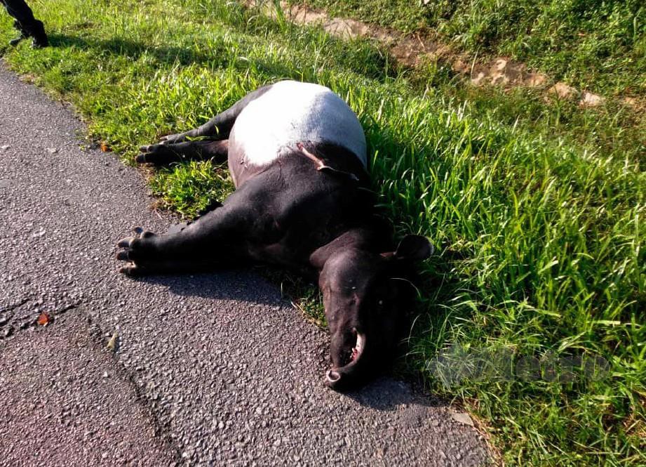 SEEKOR tapir betina ditemui mati dipercayai akibat dilanggar kenderaan berat. FOTO BERNAMA