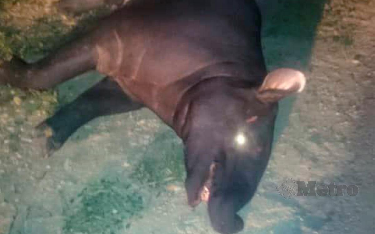 ANTARA tapir yang mati akibat kemalangan jalan raya terutama pada waktu malam.