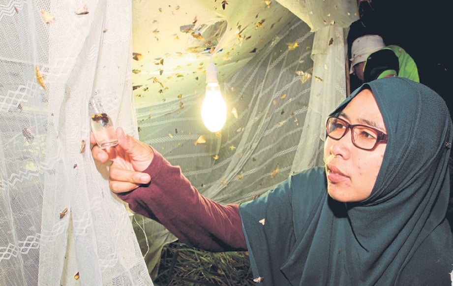 DR Izfa Riza menangkap serangga untuk kajian.