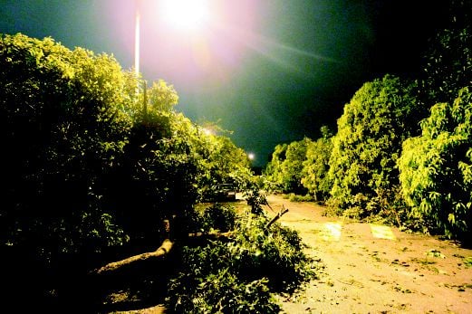  DERETAN  pokok tumbang di Taman Krubong Jaya.