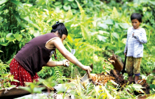 WANITA Mentawai bersama anaknya sedang memotong pokok sagu.