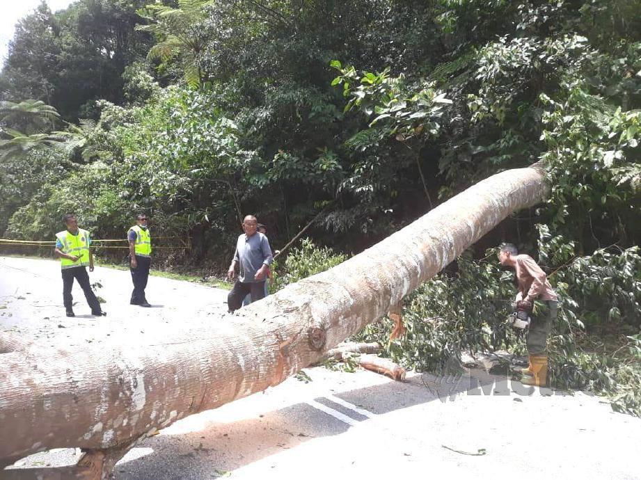 MPKK Kampung Chennah menebang pokok di Jalan Kuala Klawang - Genting Peras sebagai usaha akhir menghalang pergerakan orang ramai dari daerah Hulu Langat yang masuk ke Jelebu. FOTO ABNOR HAMIZAM