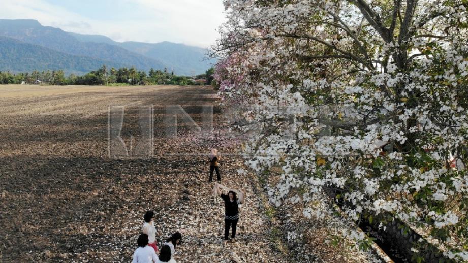 Orang ramai mengambil kesempatan merakam kenangan di bawah pokok bunga tekoma. FOTO Sharul Hafiz Zam