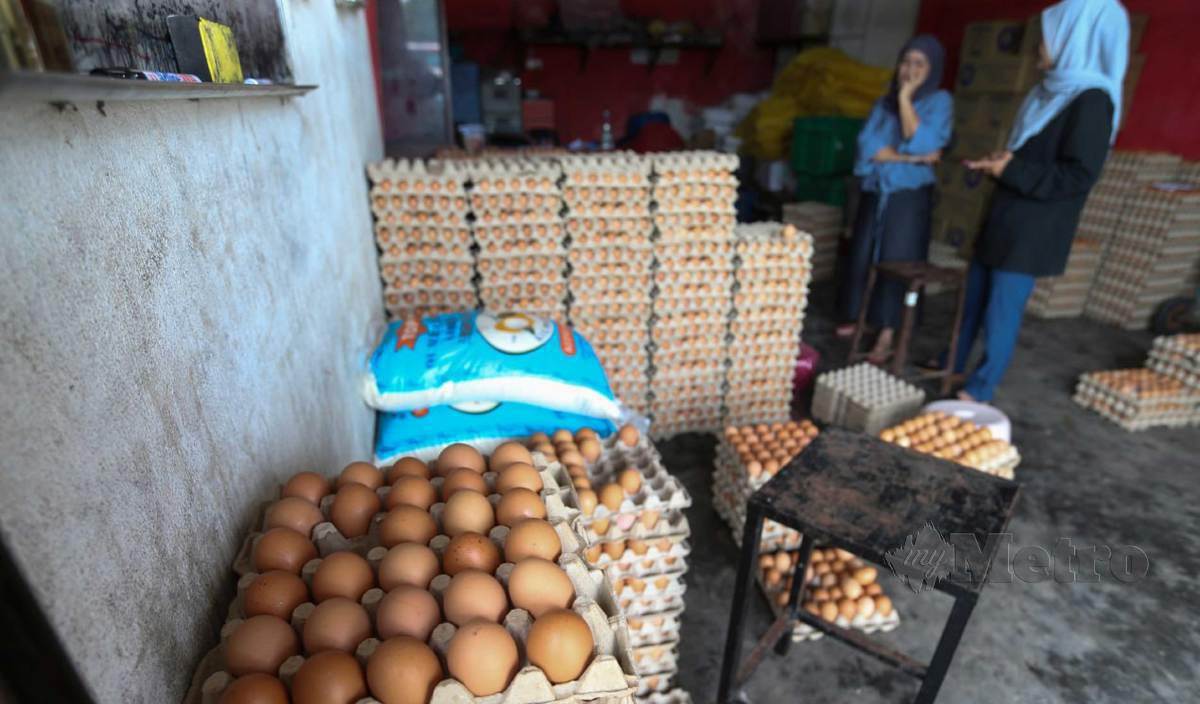 TINJAUAN di beberapa kedai pemborong telur mendapati bekalan telur ayam di Kelantan kurang sejak lebih sebulan lalu berikutan pemborong menerima bekalan yang sedikit daripada peladang. FOTO Nik Abdullah Nik Omar