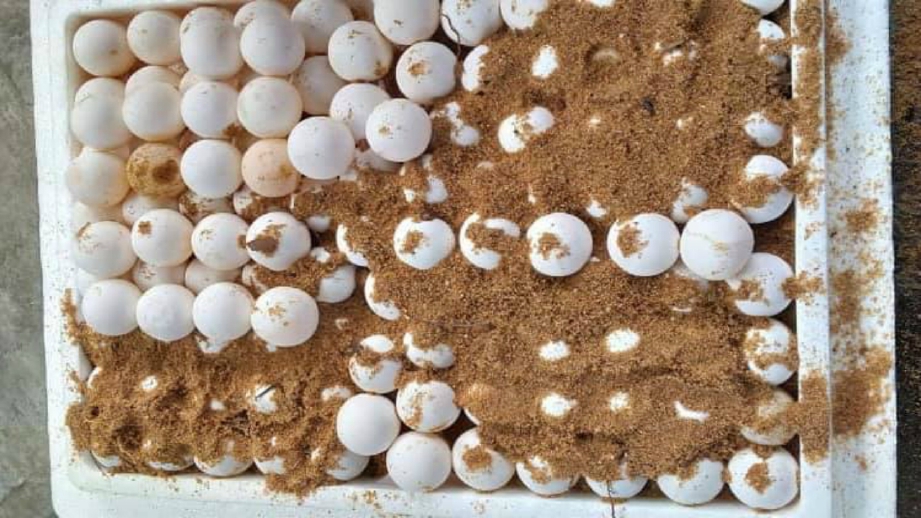 SEBAHAGIAN daripada 118 telur penyu yang ditemui di dua lokasi di pantai Port Dickson. FOTO FB Pejabat Perikanan Negeri Sembilan.
