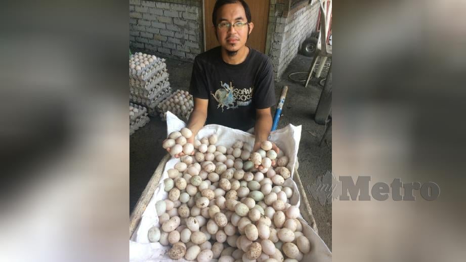 AHMAD Tarmizi menunjukkan sebahagian telur itik diperoleh hasil menternak itik penelur di Kampung Bukit Merah, Padang Pulut, Dungun. FOTO Ahmad Rabiul Zulkifli.